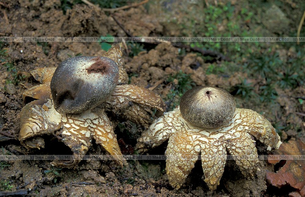 Astraeus hygrometricus barometer earthstar (probably)