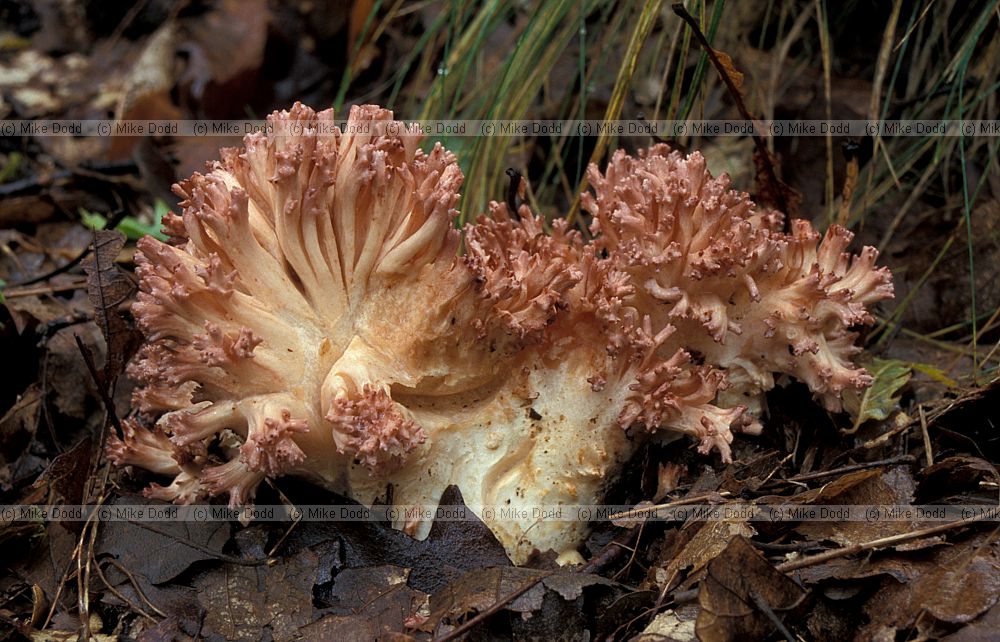 Ramaria botrytis
