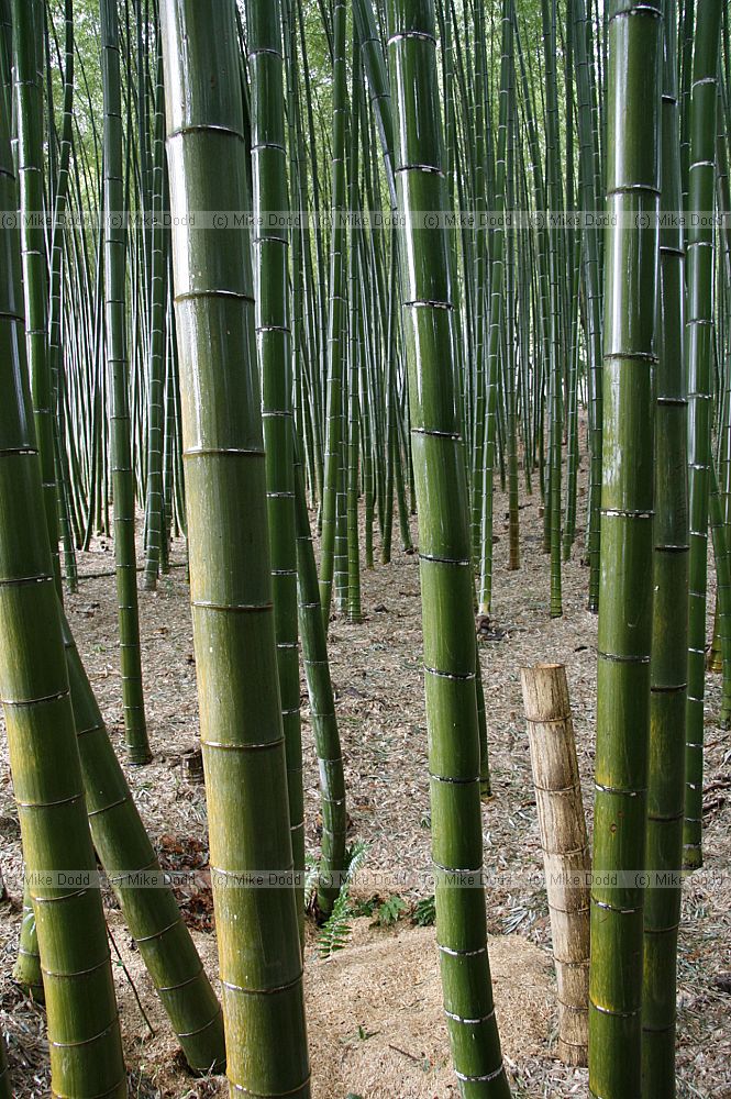 Bamboo