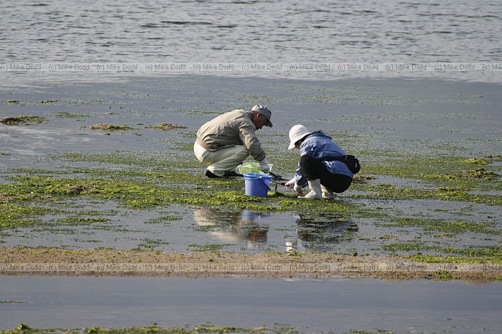 Japanese collecting shellfish