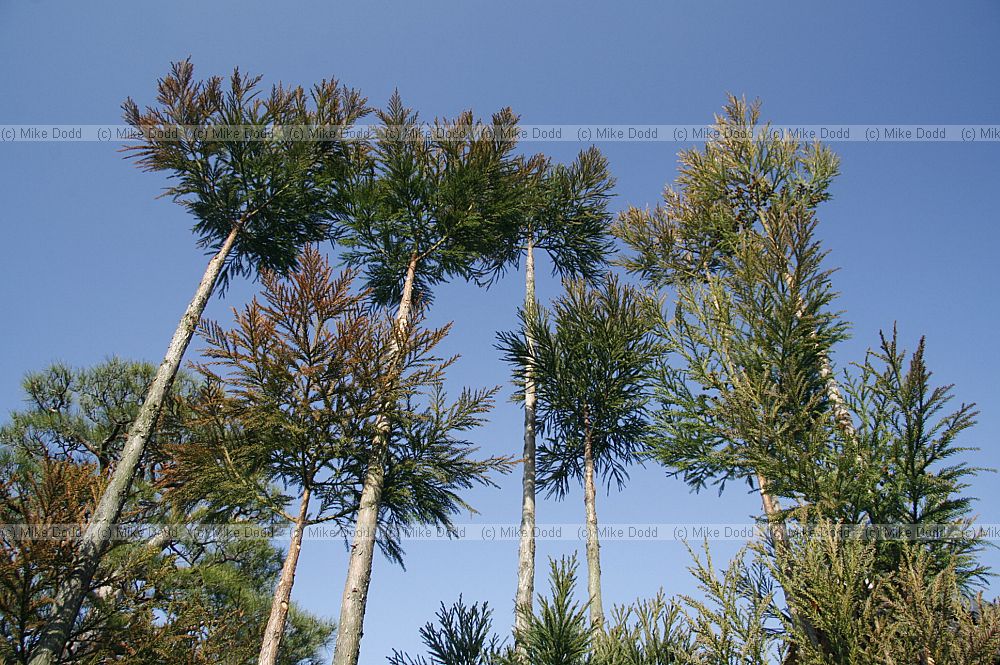 Cryptomaria Daitoku-ji Temple area