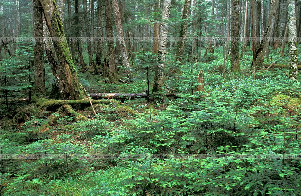 Abies seedlings in forest near mt Chausu