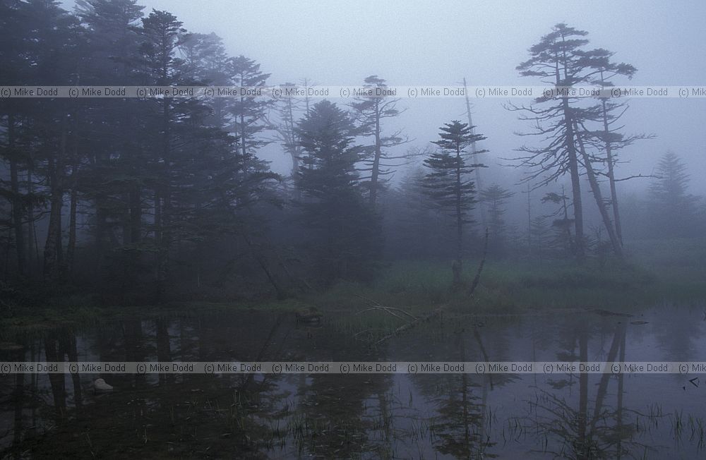 Abies fir trees in the mist mt Chausu
