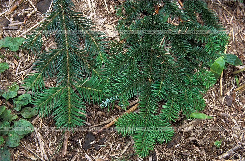 Abies species comparison