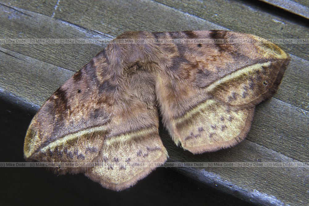 Apha aequalis moth
