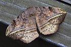 Apha aequalis moth