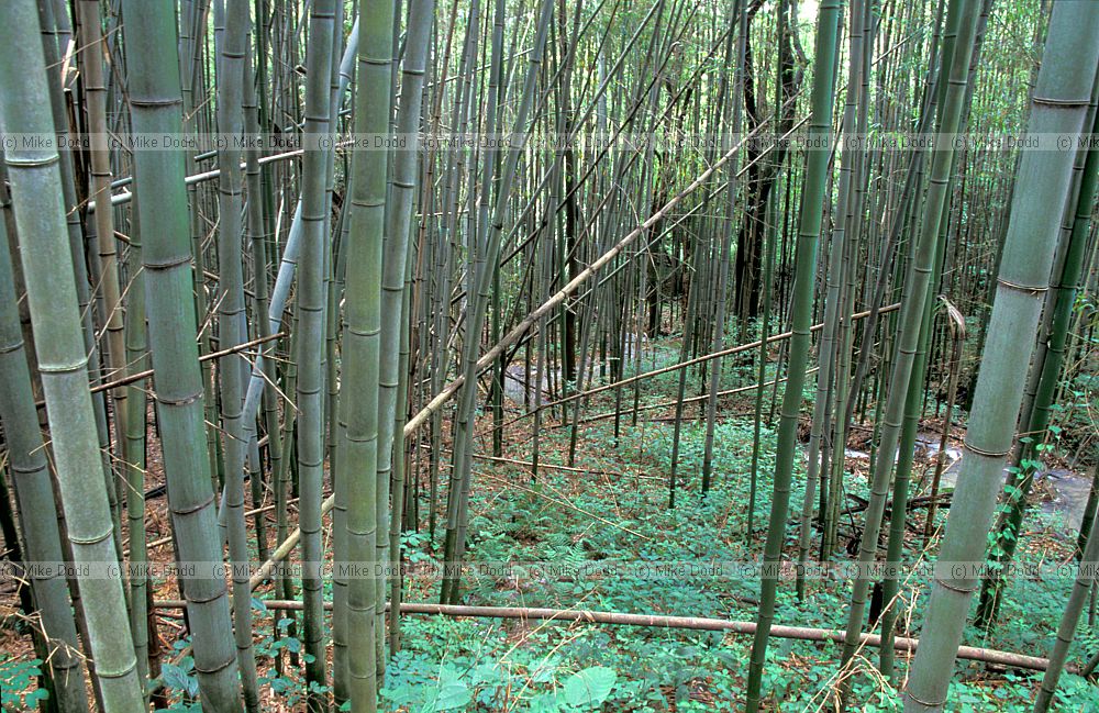 Bamboo thicket in valley Japan alps
