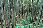 Bamboo thicket in valley Japan alps