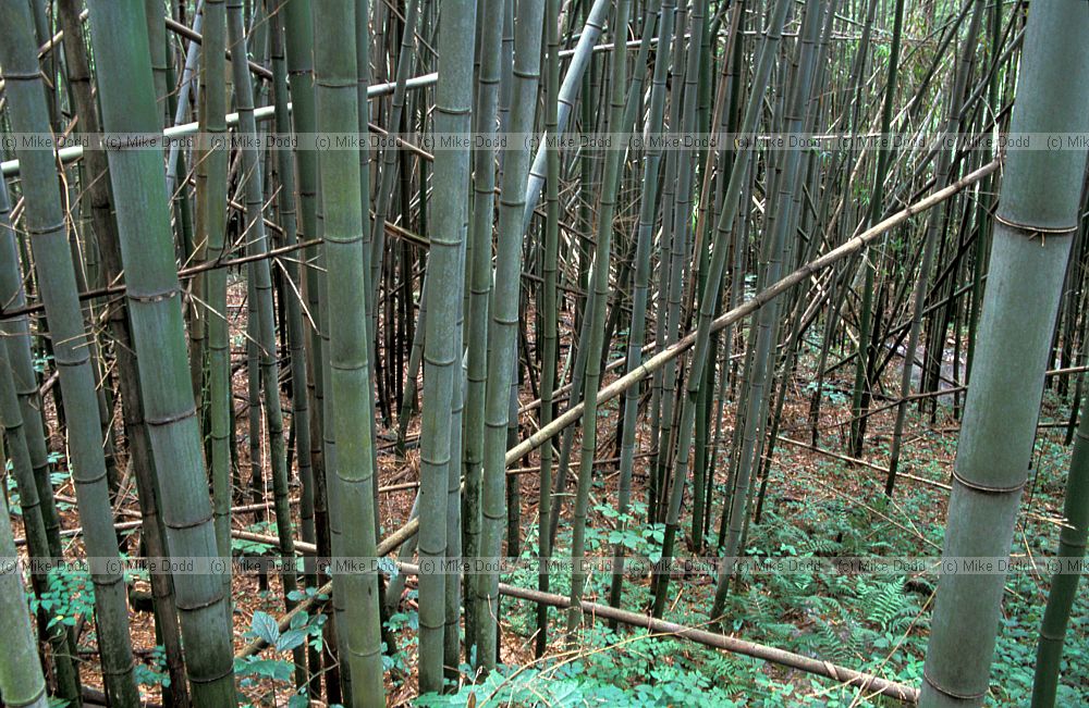 Bamboo thicket in valley Japan alps