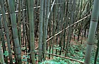 Bamboo thicket in valley Japan alps