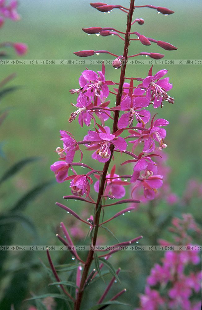 Chamerion angustifolium at Chausu