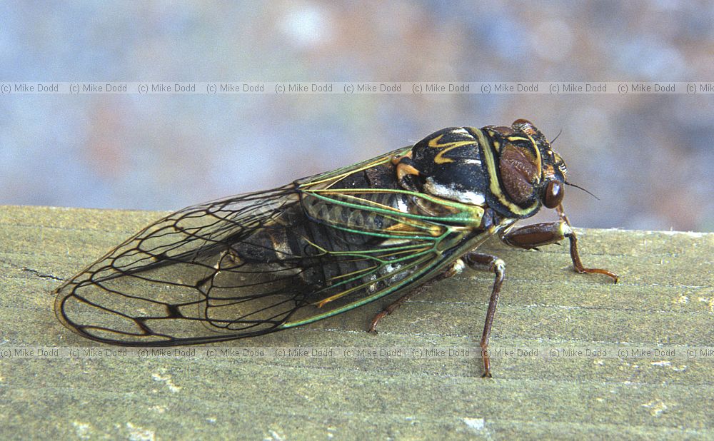 Cicada at TMU hut