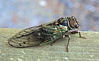 Cicada at TMU hut
