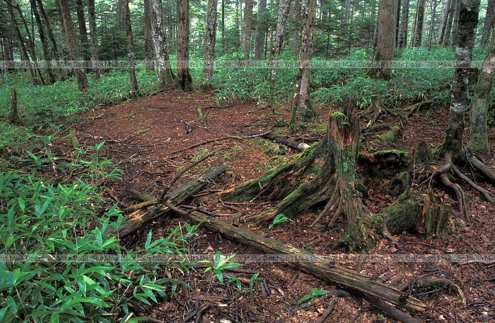 clearing in Sasa bamboo in forest near mt Chausu