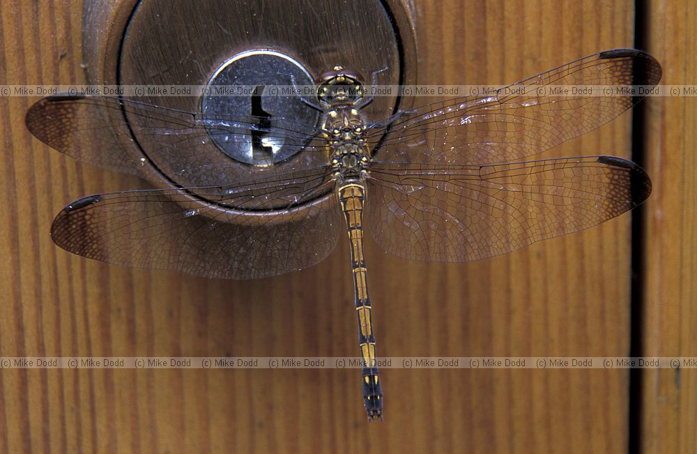 Dragonfly at TMU hut