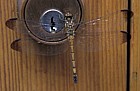 Dragonfly at TMU hut