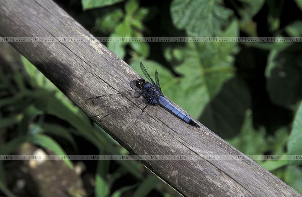 Dragonfly mt Shimagare