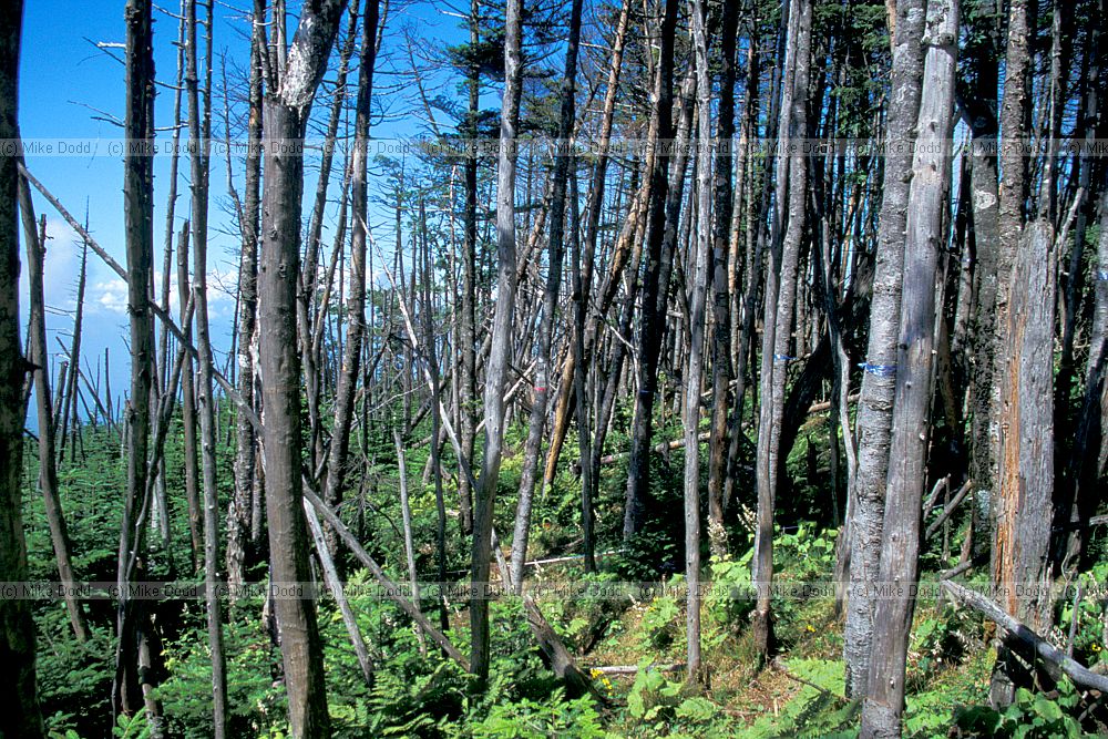 Edge of fir wave Mount Shimagare