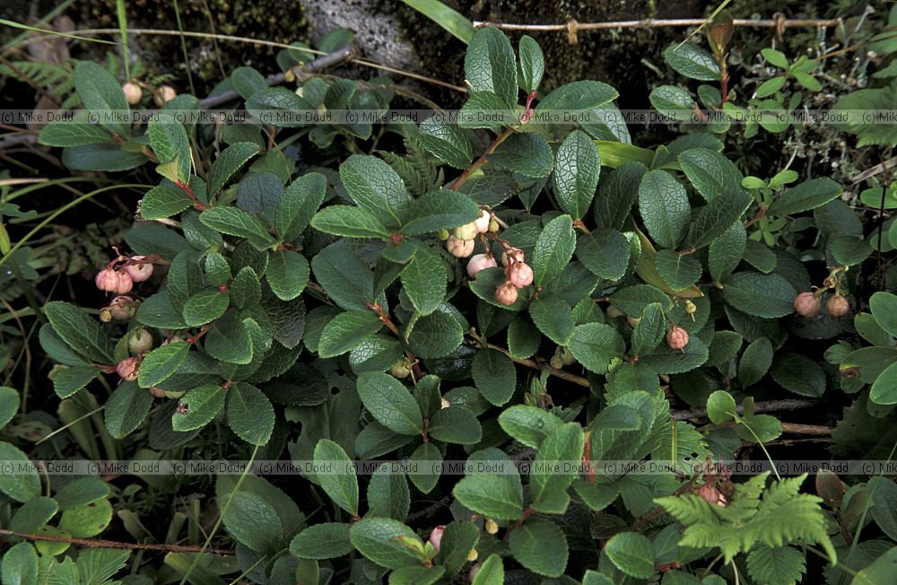 Ericaceae sp at Chausu