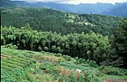 General habitats and crops Magome Kiso valley