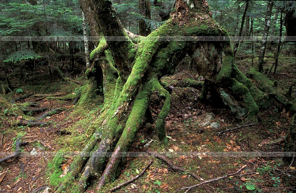 Ghost of rotten log where Abies seedlings established in Sasa bamboo near mt Chausu