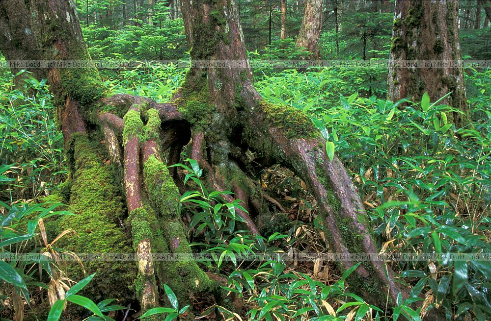 Ghost of rotten log where Abies seedlings established in Sasa bamboo near mt Chausu