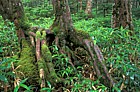 Ghost of rotten log where Abies seedlings established in Sasa bamboo near mt Chausu