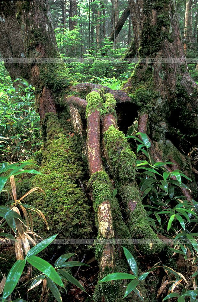 Ghost of rotten log where Abies seedlings established in Sasa bamboo near mt Chausu