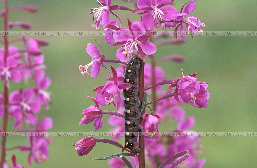 Chamerion angustifolium at Chausu with Hyles gallii catterpillar