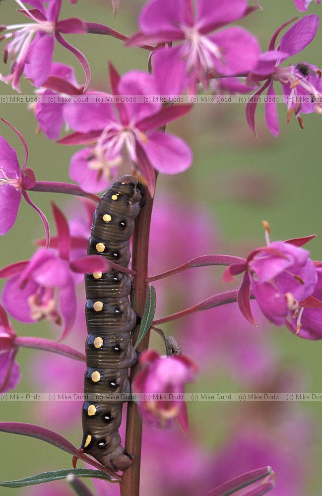 Chamerion angustifolium at Chausu with Hyles gallii catterpillar