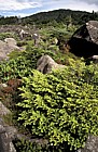 Krumholtz vegetation with Tseuga mt Shimagare