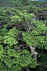Krumholtz vegetation with Tseuga mt Shimagare