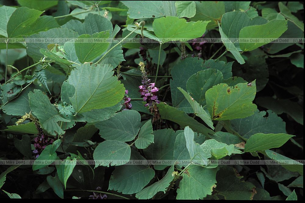 Kudzu vine