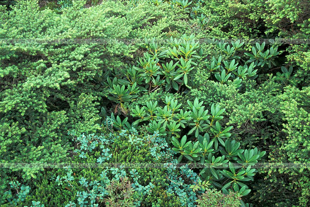 Shades of green leaves in Krumholtz mt Shimagare