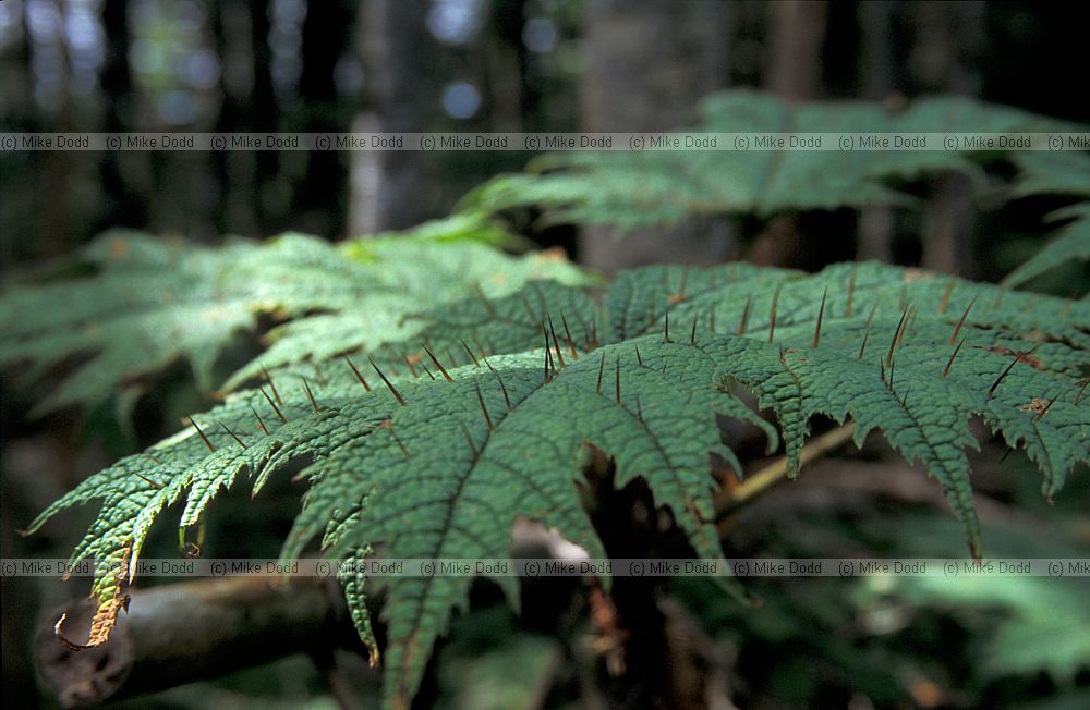 Oplopanax japonicus mt Shimagare