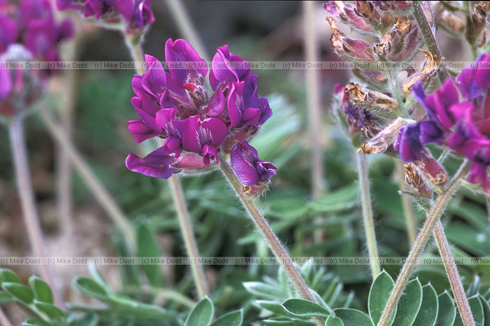 Oxytropis sp at Chausu