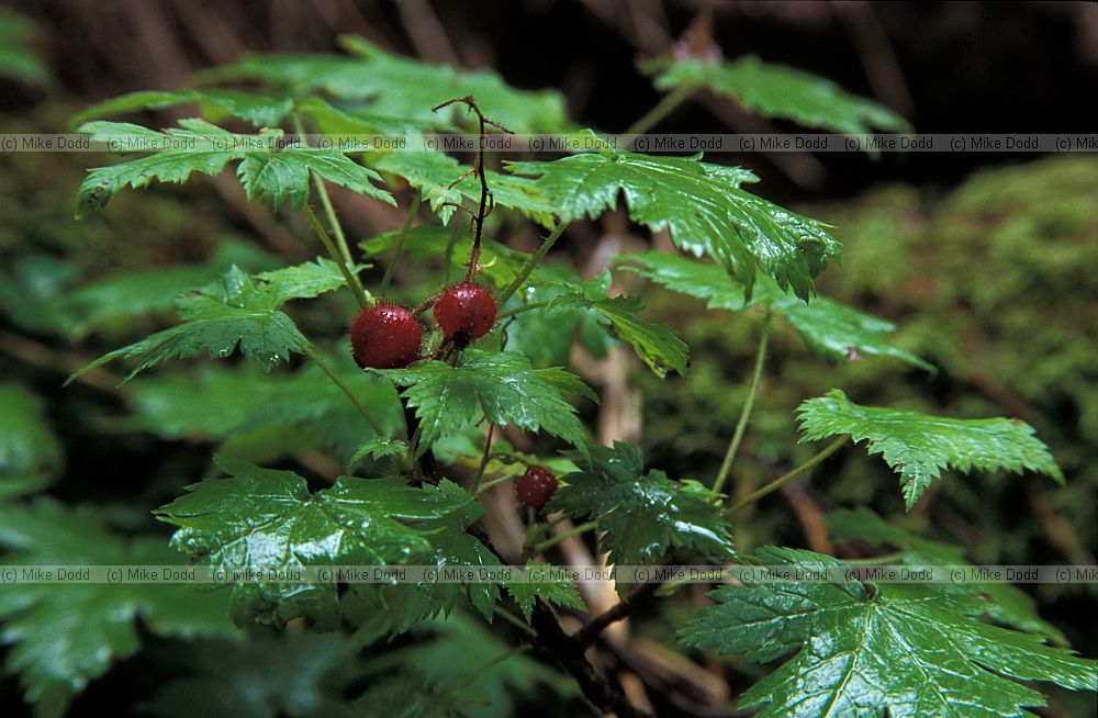 Ribes possibly mt Chausu