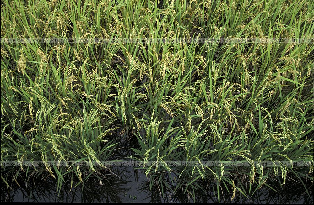 rice plants Kiso valley