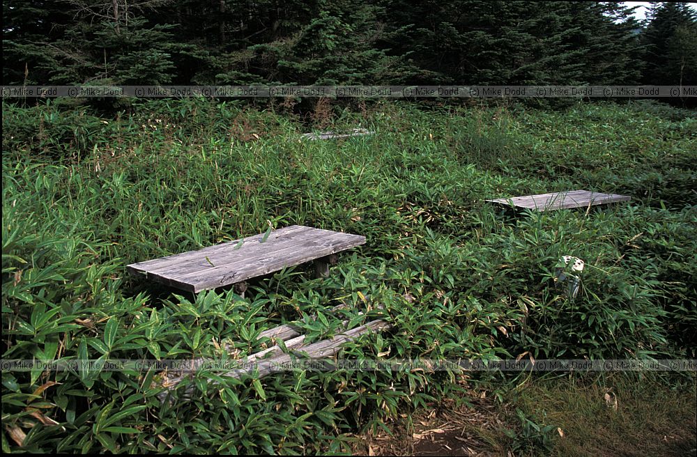 Sasa bamboo crowding seats mt Shimagare
