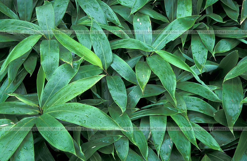 Sasa bamboo mt Shimagare