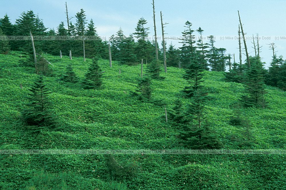 Abies forest with Sasa bamboo suppressing tree seedling growth mt Shimagare