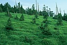 Abies forest with Sasa bamboo suppressing tree seedling growth mt Shimagare