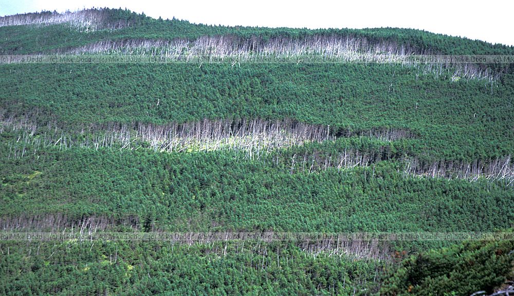 Abies fir waves on mt Shimagare
