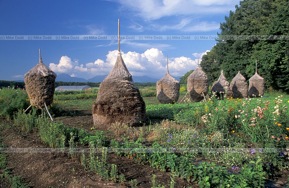 stacks of what in field near Shimagare