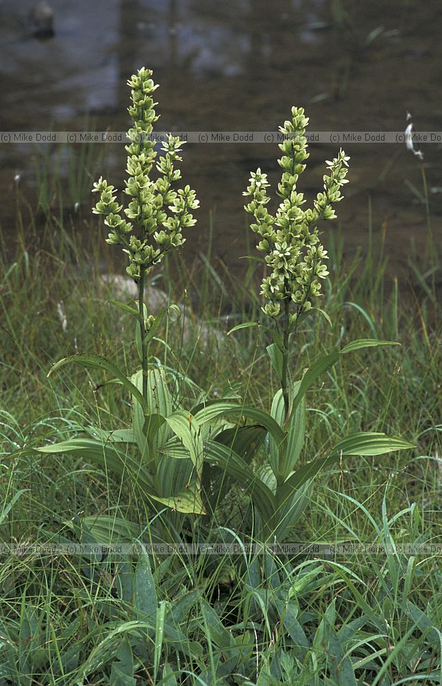 Veratrum sp at Chausu