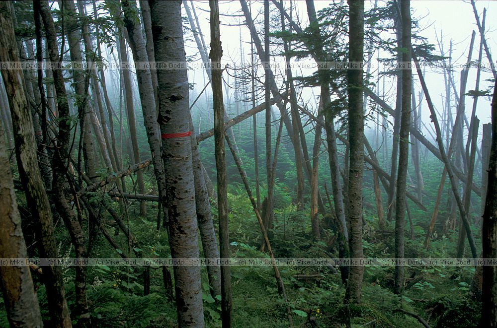 edge of wave in the mist mt Shimagare