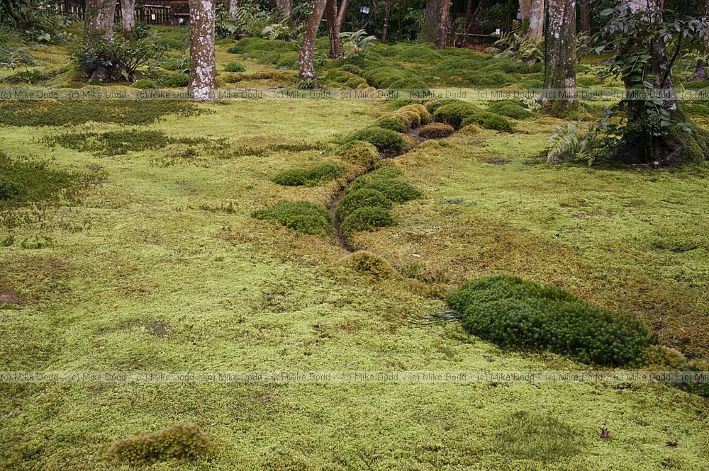Moss garden
