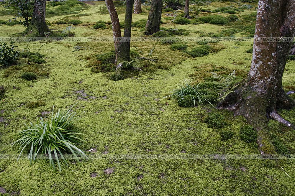 Moss garden