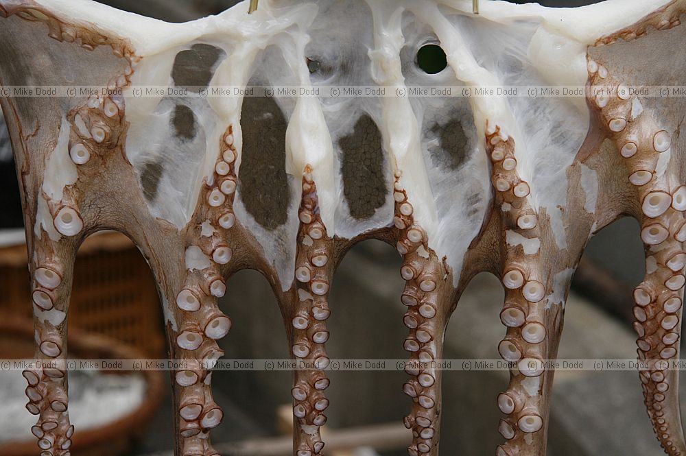 Octopus hung out to dry