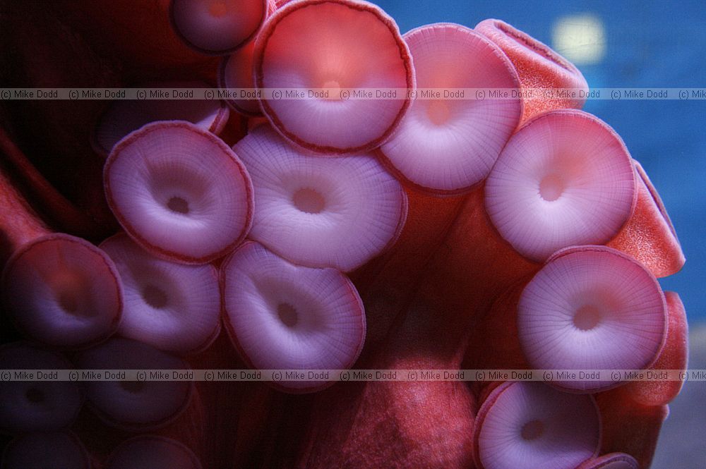 Octopus showing suckers